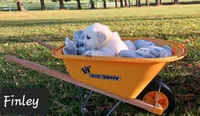 Finley , a male Golden Retriever for sale in Oakland, MD – 3 of 10