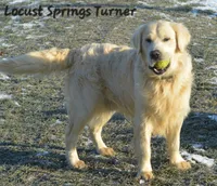 Girl #2, a female Golden Retriever for sale in Oakland, MD – 7 of 10