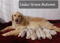 Girl #3, a female Golden Retriever for sale in Oakland, MD – 9 of 10