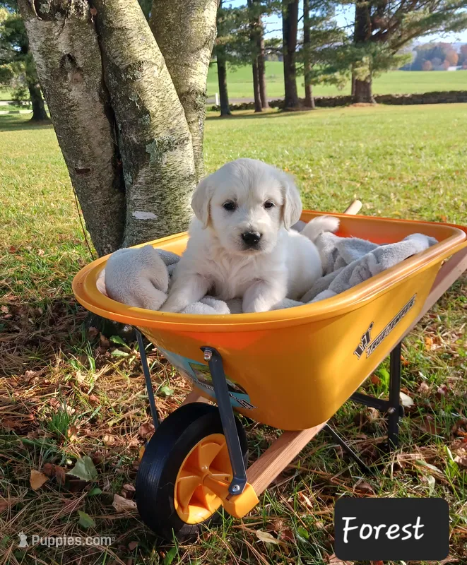 Boy #2 – Golden Retriever puppy for sale in Oakland, MD