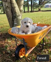 Forest , a male Golden Retriever for sale in Oakland, MD – 2 of 10