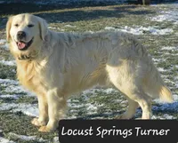 Boy#5, a male Golden Retriever for sale in Oakland, MD – 6 of 10