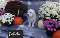 Felicia , a female Golden Retriever for sale in Oakland, MD – 2 of 10