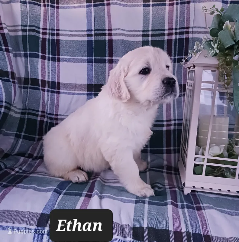 Ethan  – Golden Retriever puppy for sale in Oakland, MD