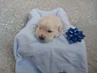 Ethan , a male Golden Retriever for sale in Oakland, MD – Photo 4 of 10