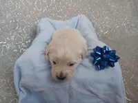 Ethan , a male Golden Retriever for sale in Oakland, MD – Photo 5 of 10