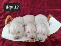 Ethan , a male Golden Retriever for sale in Oakland, MD – Photo 7 of 10