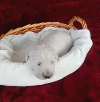 Ethan , a male Golden Retriever for sale in Oakland, MD – Photo 8 of 10