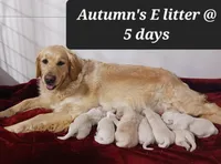 Ethan , a male Golden Retriever for sale in Oakland, MD – Photo 10 of 10