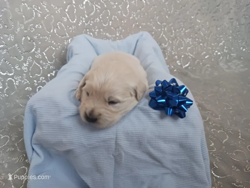 Ethan  – Golden Retriever puppy for sale in Oakland, MD