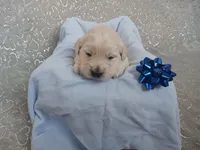 Ethan , a male Golden Retriever for sale in Oakland, MD – Photo 2 of 10