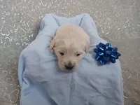 Ethan , a male Golden Retriever for sale in Oakland, MD – Photo 3 of 10