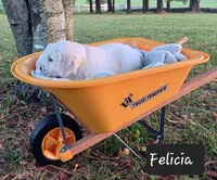 Felicia , a female Golden Retriever for sale in Oakland, MD – 3 of 10