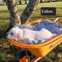 Folton , a male Golden Retriever for sale in Oakland, MD – 2 of 10
