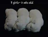 Girl #2, a female Golden Retriever for sale in Oakland, MD – 3 of 10