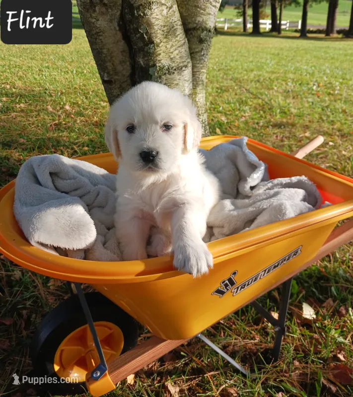 Flint  – Golden Retriever puppy for sale in Oakland, MD