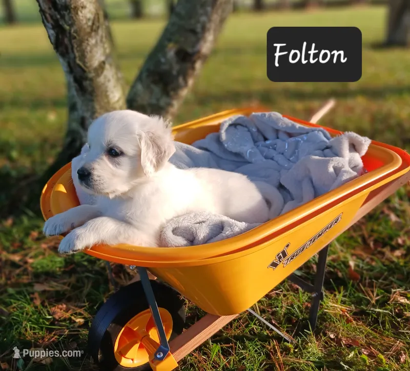 Folton  – Golden Retriever puppy for sale in Oakland, MD