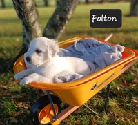 Folton , a male Golden Retriever for sale in Oakland, MD – 1 of 10