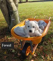 Forest , a male Golden Retriever for sale in Oakland, MD – 3 of 10