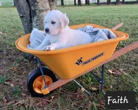 Faith , a female Golden Retriever for sale in Oakland, MD – 4 of 10