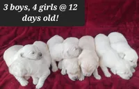 Elaine , a female Golden Retriever for sale in Oakland, MD – Photo 6 of 10