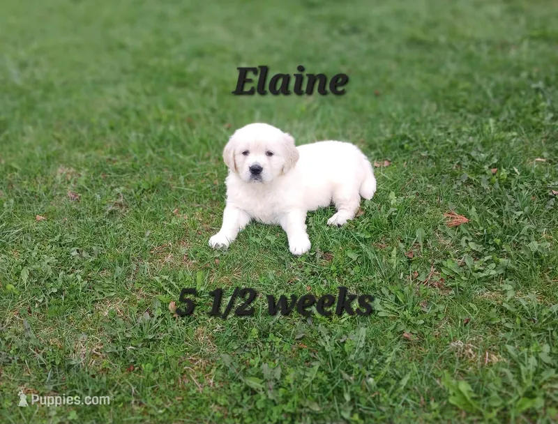 Elaine  – Golden Retriever puppy for sale in Oakland, MD