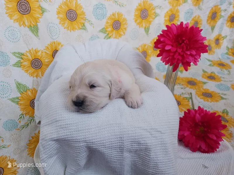 Elaine  – Golden Retriever puppy for sale in Oakland, MD