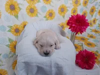 Elaine , a female Golden Retriever for sale in Oakland, MD – Photo 4 of 10