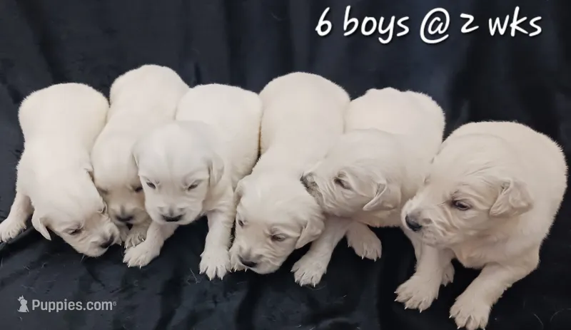 Boy #2 – Golden Retriever puppy for sale in Oakland, MD