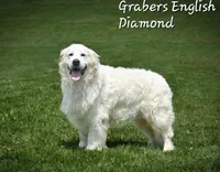 Girl #3, a female Golden Retriever for sale in Oakland, MD – 8 of 10