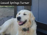 Girl #2, a female Golden Retriever for sale in Oakland, MD – 6 of 10