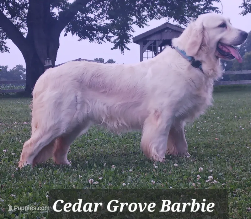 Boy#4 – Golden Retriever puppy for sale in Oakland, MD
