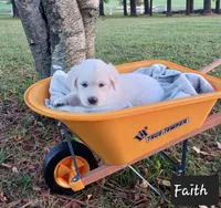 Faith , a female Golden Retriever for sale in Oakland, MD – 5 of 10