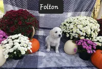 Folton , a male Golden Retriever for sale in Oakland, MD – 5 of 10