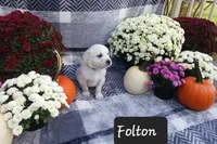 Folton , a male Golden Retriever for sale in Oakland, MD – 4 of 10