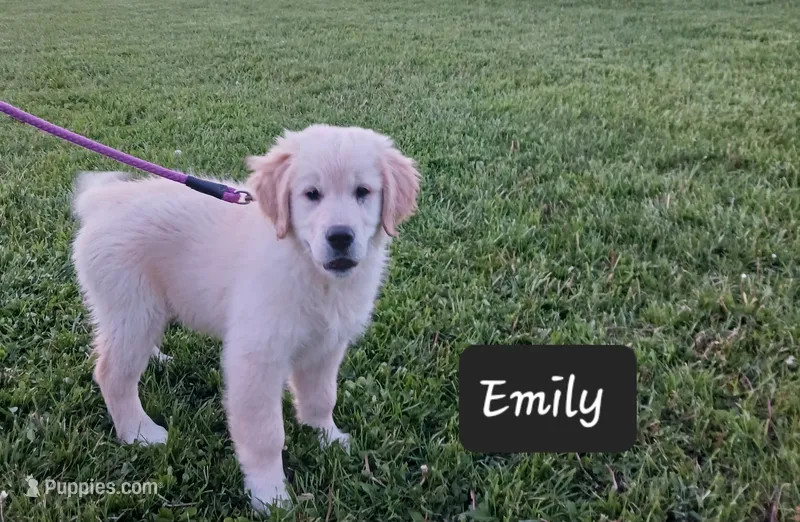 Emily  – Golden Retriever puppy for sale in Oakland, MD