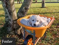Foster , a male Golden Retriever for sale in Oakland, MD – 4 of 9
