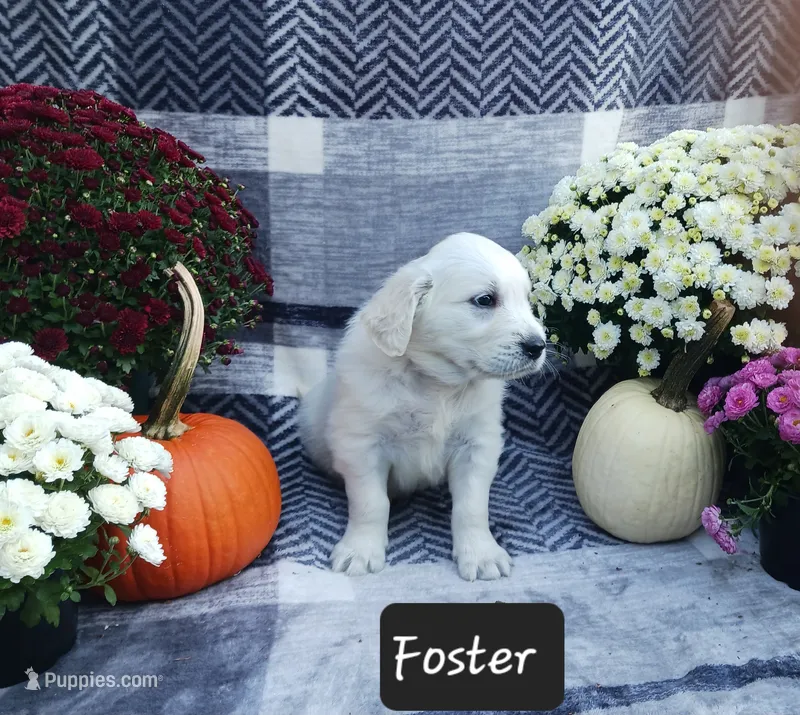 Foster  – Golden Retriever puppy for sale in Oakland, MD