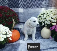 Foster , a male Golden Retriever for sale in Oakland, MD – 1 of 9