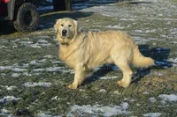 Boy #2, a male Golden Retriever for sale in Oakland, MD – 6 of 10