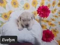 Evelyn , a female Golden Retriever for sale in Oakland, MD – Photo 2 of 10