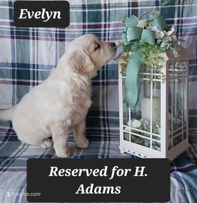 Evelyn  – Golden Retriever puppy on hold in Oakland, MD