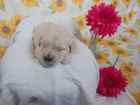 Evelyn , a female Golden Retriever for sale in Oakland, MD – Photo 5 of 10