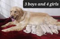 Evelyn , a female Golden Retriever for sale in Oakland, MD – Photo 10 of 10