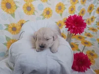 Evelyn , a female Golden Retriever for sale in Oakland, MD – Photo 4 of 10