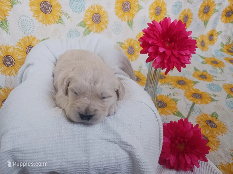 Evelyn  – Golden Retriever puppy for sale in Oakland, MD