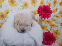 Evelyn , a female Golden Retriever for sale in Oakland, MD – Photo 1 of 10