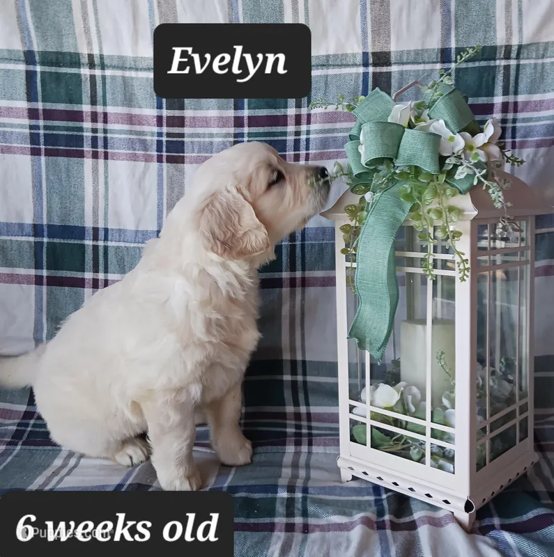 Evelyn  – Golden Retriever puppy for sale in Oakland, MD