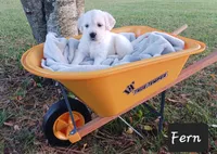 Fern , a female Golden Retriever for sale in Oakland, MD – 4 of 10