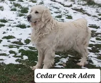 Boy #7, a male Golden Retriever for sale in Oakland, MD – 9 of 10